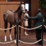 Gun Runner's $2.2 million colt at the 2024 Keeneland September Yearling sale