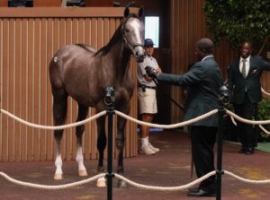 Gun Runner's $2.2 million colt at the 2024 Keeneland September Yearling sale